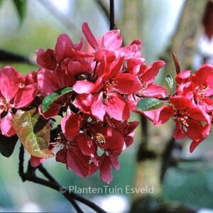 Malus 'Liset'