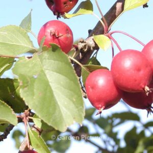 Malus 'Makamik'
