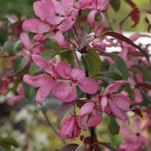 Malus 'Mokum'