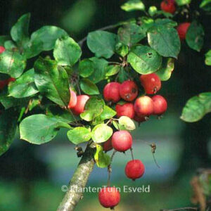 Malus 'Neville Copeman'