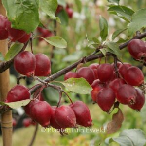 Malus 'Red Obelisk'