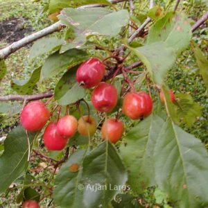 Malus 'Rudolph'