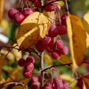 Malus 'Sutyzam' (SUGAR TYME)