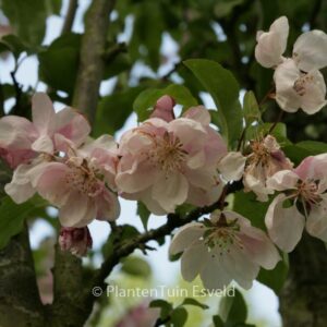 Malus 'Van Eseltine'