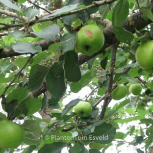 Malus domestica 'Bramley's Seedling'