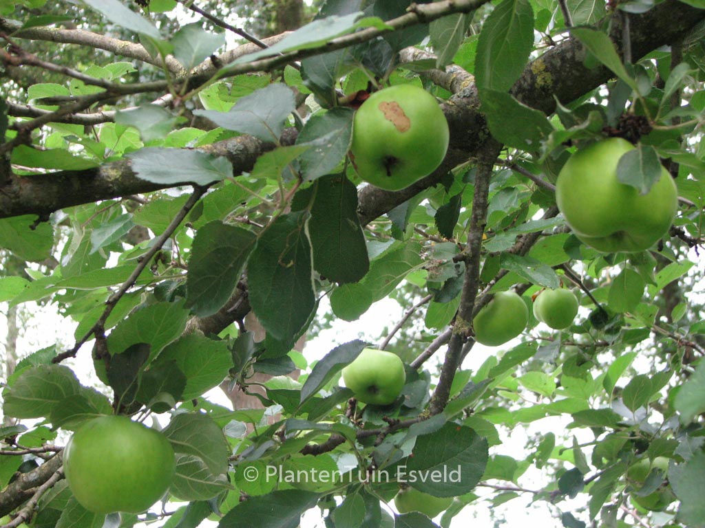 Malus domestica 'Bramley's Seedling'