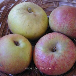 Malus domestica 'Cox's Orange Pippin'