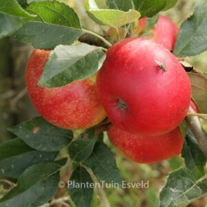 Malus domestica 'Discovery'