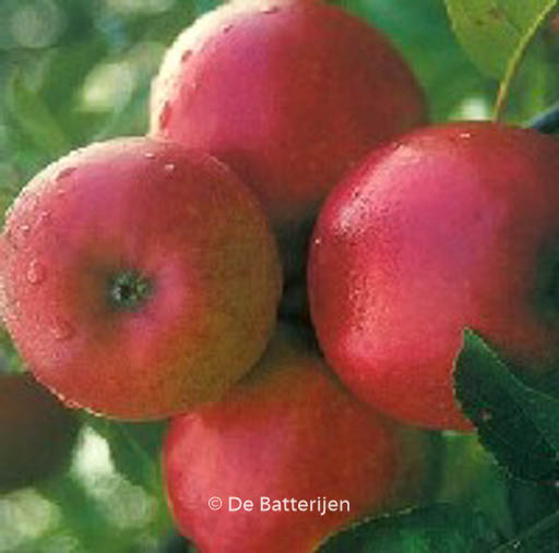 Malus domestica 'Ecolette'
