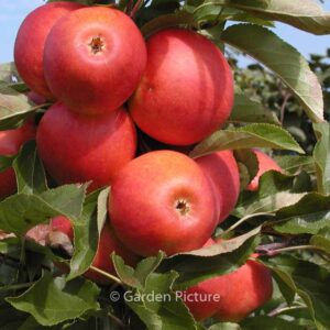 Malus domestica 'Elstar'
