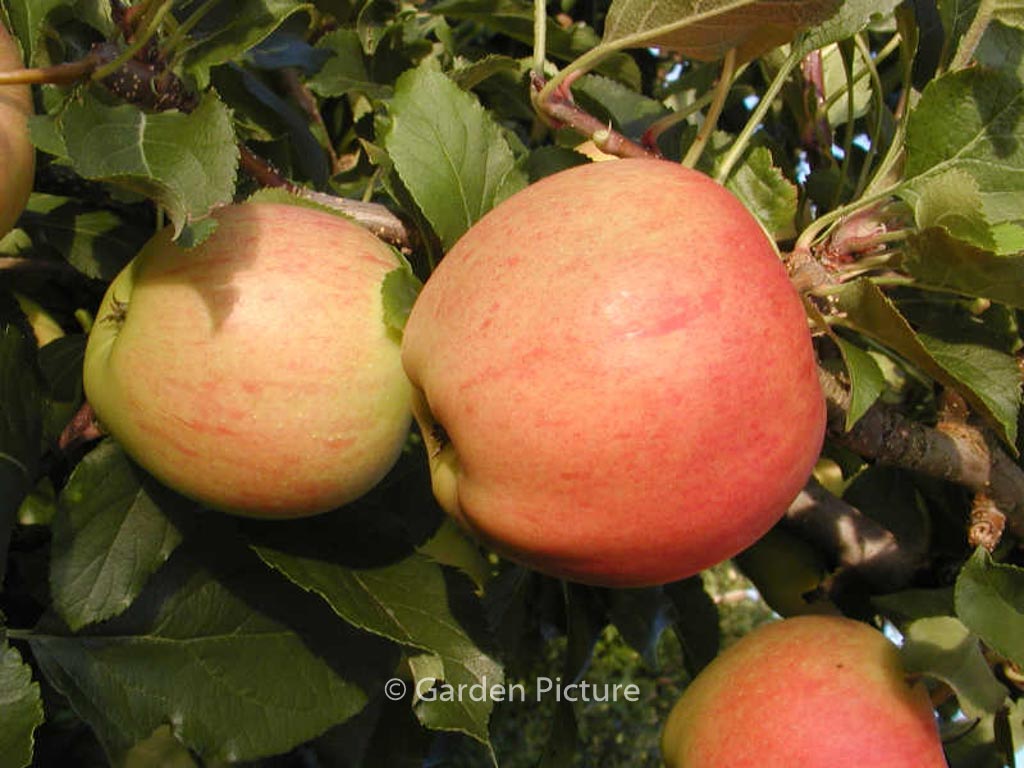 Malus domestica 'Gala'