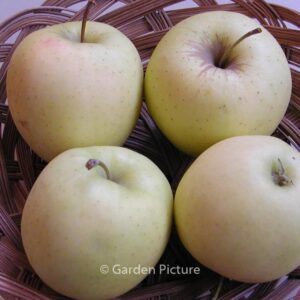 Malus domestica 'Golden Delicious'