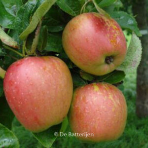 Malus domestica 'Groninger Kroon'
