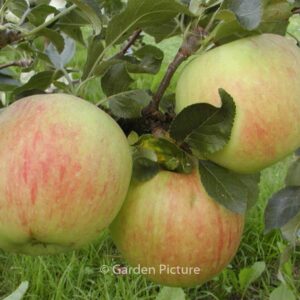 Malus domestica 'James Grieve'