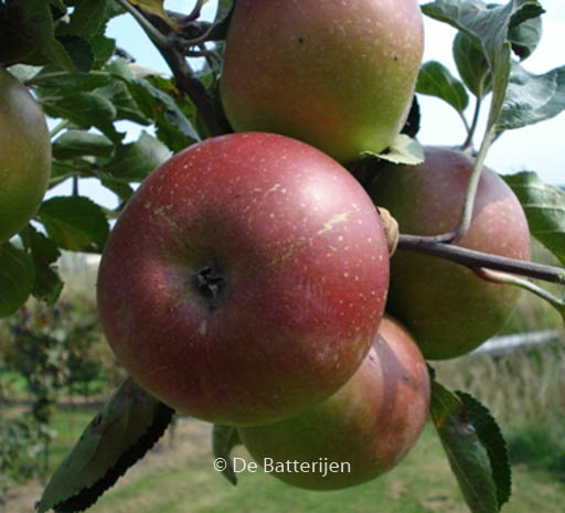 Malus domestica 'Jan Steen'