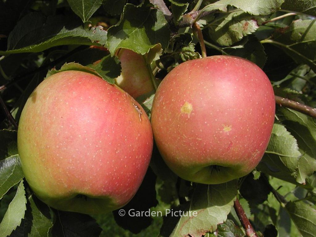 Malus domestica 'Jonagold'