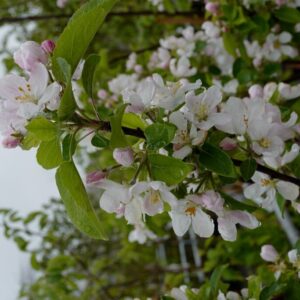 Malus domestica 'Rosette'