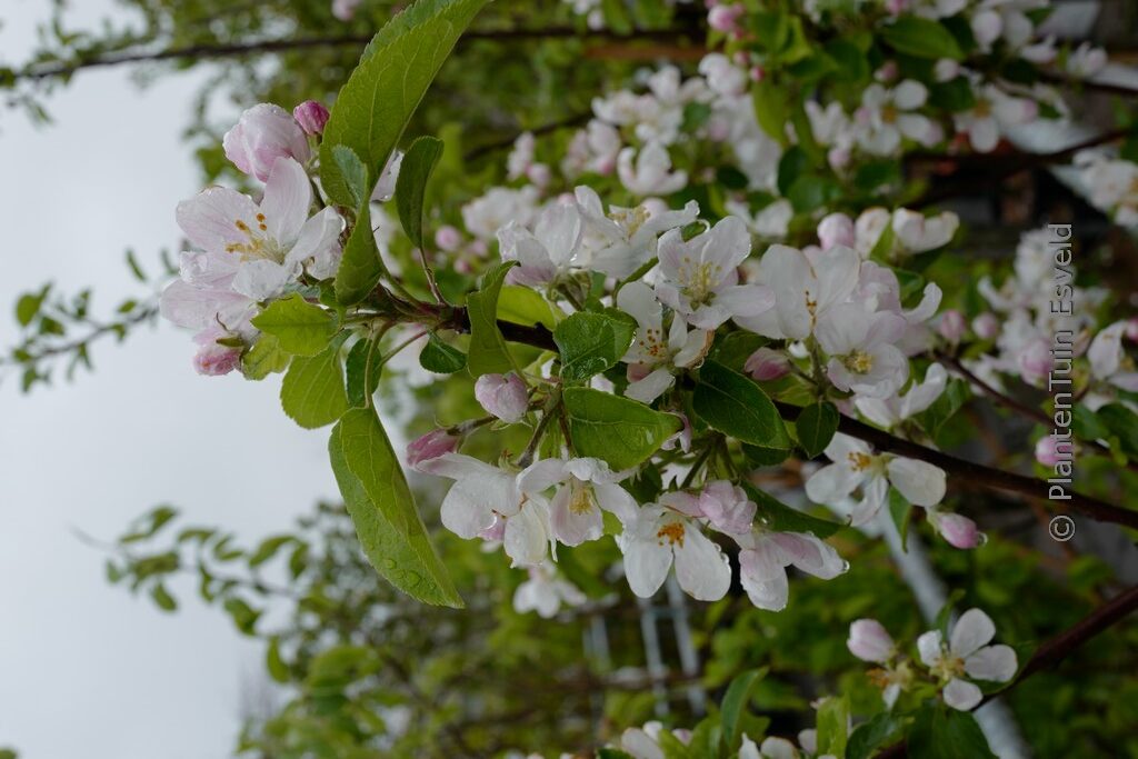 Malus domestica 'Rosette'