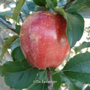 Malus domestica 'Summerred'