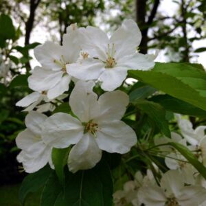 Malus hupehensis 'Arie Mauritz'