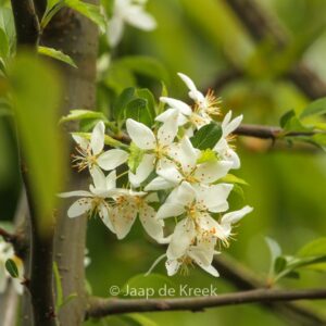Malus toringo 'Brouwers Beauty'