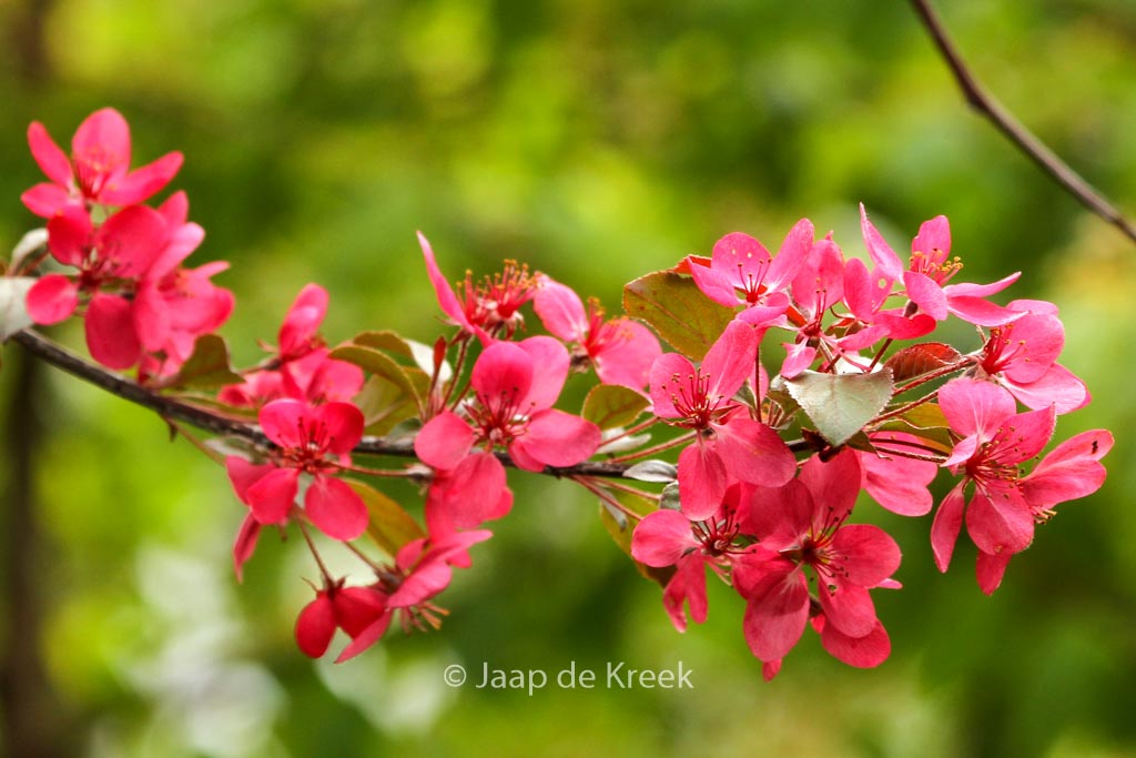 Malus toringo 'Scarlett'