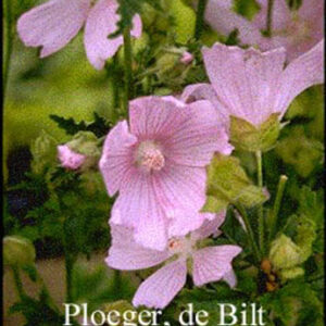 Malva alcea 'Fastigiata'