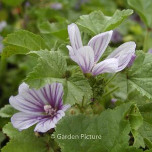 Malva sylvestris 'Dema' (MARINA)