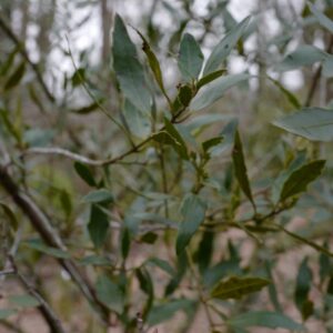 Maytenus magellanica