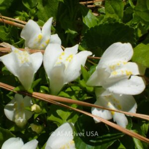 Mazus reptans 'Albus'