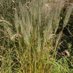 Melica altissima 'Atropurpurea'