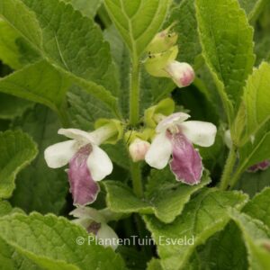 Melittis melissophyllum 'Royal Velvet Distinc