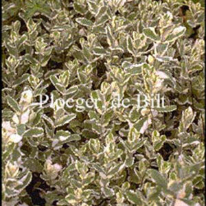 Mentha rotundifolia 'Variegata'