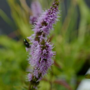 Mentha spicata