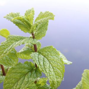 Mentha spicata 'Moroccan'