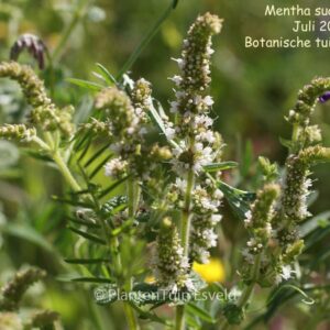 Mentha suaveolens