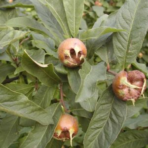 Mespilus germanica 'Bredase Reus'