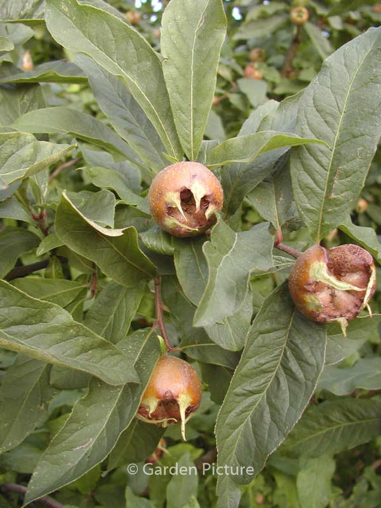 Mespilus germanica 'Bredase Reus'