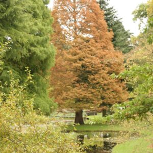 Metasequoia neopangaea