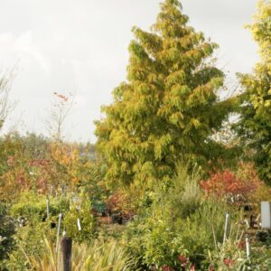Metasequoia glyptostroboides 'Maitthaei Broom'