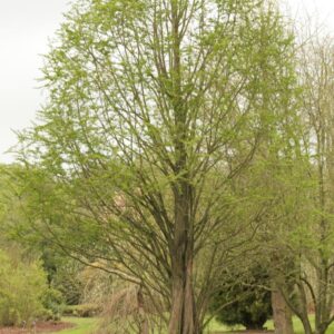 Metasequoia glyptostroboides 'Waasland'
