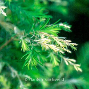 Metasequoia glyptostroboides 'White Spot'
