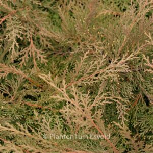 Microbiota decussata