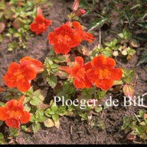 Mimulus 'Orange Glow'