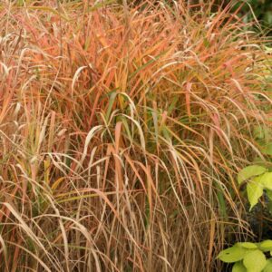 Miscanthus 'Purpurascens'