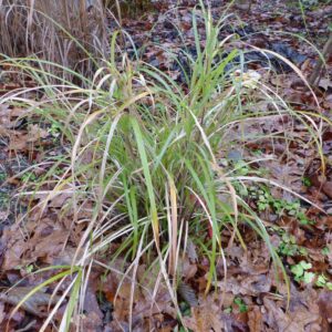 Miscanthus flavidus 'Taiwan'