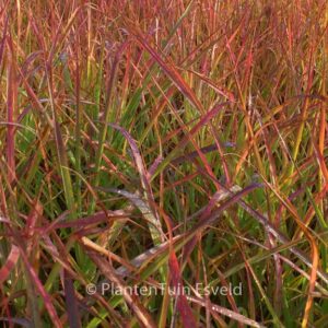 Miscanthus sinensis 'Afrika'