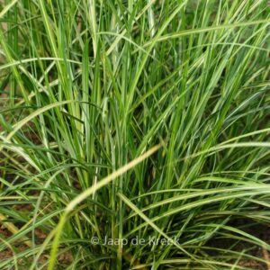 Miscanthus sinensis 'Apache'