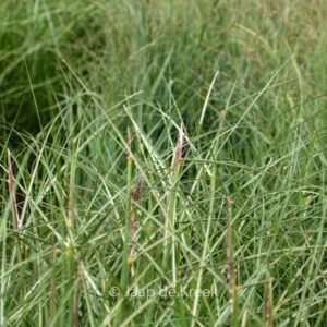 Miscanthus sinensis 'Dread Locks'