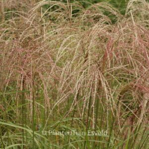 Miscanthus sinensis 'Flamingo'
